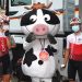 cycling mascot cow